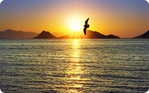 Freedom