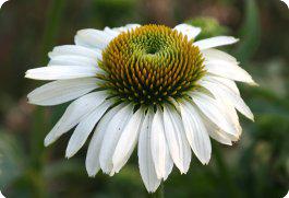 guided meditation on impermanence